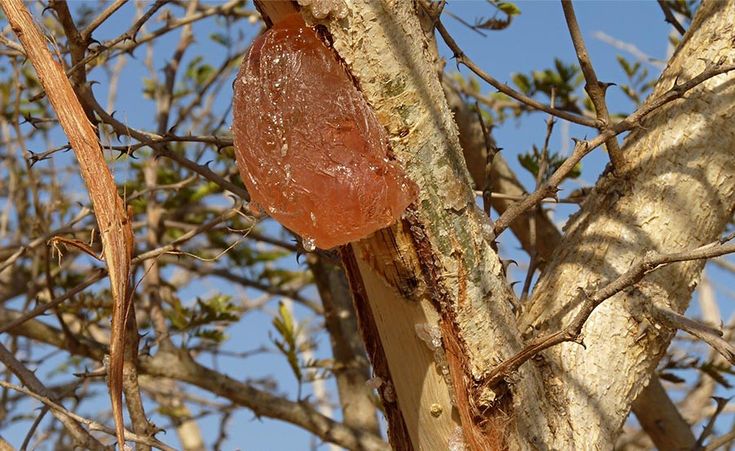 acacia gum available