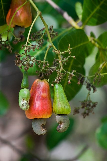 cashew tree