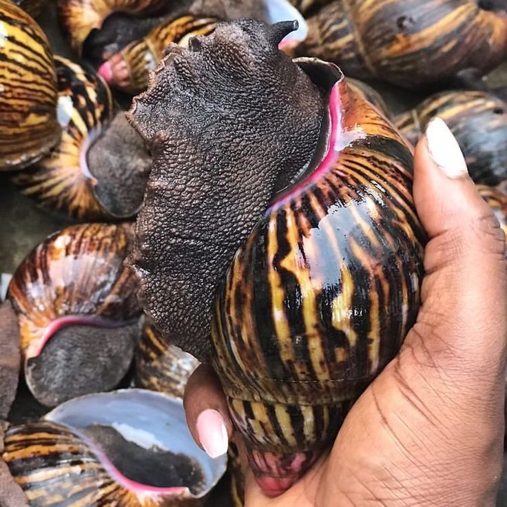 nigerian snails